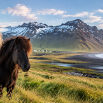 Island Ponies